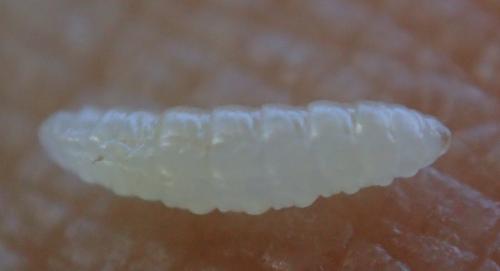 Réf. 210 479 : Obolodiplosis robiniae